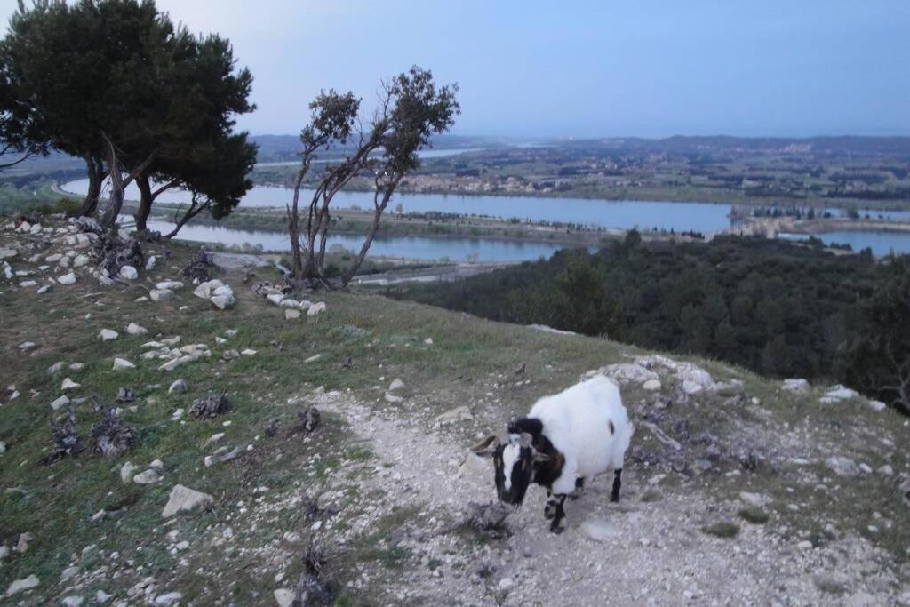 Le Mas De Lucien Entre Arles, Nimes, Avignon. Beaucaire  Dış mekan fotoğraf